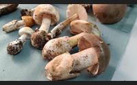 alghero funghi che passione ispettorato micologico al servizio della salute