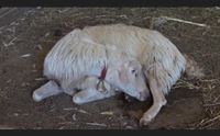 blue tongue 17mila capi morti l allarme della regione marea montante
