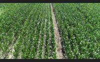 progetto sulla sostenibilit agricola contro i cambiamenti climatici