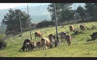 sassari la filiera della razza bovina sardo bruna qualit e sostenibilit