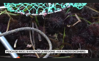 pesca dei ricci si attende la regione via a inizio dicembre