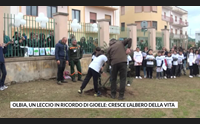 olbia un leccio in ricordo di gioele cresce l albero della vita