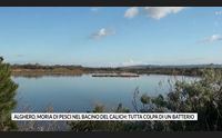 alghero moria di pesci nel bacino del calich tutta colpa di un batterio