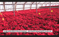 la bellezza delle stelle di natale pi piante nonostante la siccit