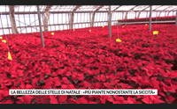la bellezza delle stelle di natale pi piante nonostante la siccit