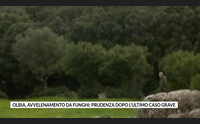 olbia avvelenamento da funghi prudenza dopo l ultimo caso grave