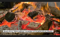 seulo ecco proccargius la sagra tutta dedicata al maiale