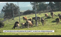 il settore agricolo del nord sardegna per coldiretti in crescita ma i problemi rimangono