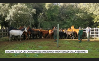 laconi tutela dei cavallini del sarcidano niente soldi dalla regione