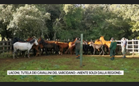 laconi tutela dei cavallini del sarcidano niente soldi dalla regione