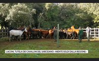 laconi tutela dei cavallini del sarcidano niente soldi dalla regione
