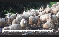 sassari la pac tra ritardi e tagli il confronto tra agricoltori ed esperti
