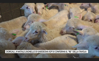dorgali a natale l agnello di sardegna igp si conferma il re della tavola