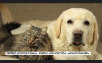 oristano adozioni di animali a natale non sono regali ma nuovi familiari