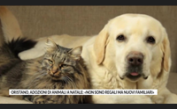 oristano adozioni di animali a natale non sono regali ma nuovi familiari