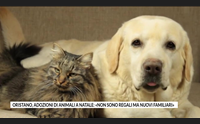 oristano adozioni di animali a natale non sono regali ma nuovi familiari