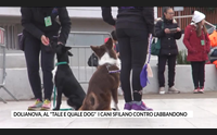 dolianova al tale e quale dog i cani sfilano contro l abbandono
