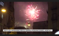 i botti di capodanno per gli animali possono essere mortali