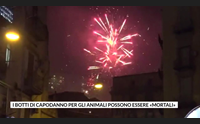 i botti di capodanno per gli animali possono essere mortali