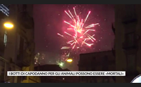 i botti di capodanno per gli animali possono essere mortali