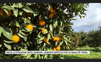 milis la stagione degli agrumi annata difficile ma la qualit tiene