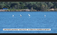 loiri porto san paolo isola felice in crescita il numero di abitanti