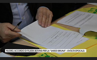 nuoro accordo di filiera bovina per la sardo bruna svolta epocale