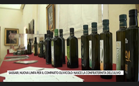 sassari nuova linfa per il comparto olivicolo nasce la confraternita dell ulivo