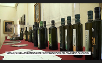 sassari si parla di potenzialit e contraddizioni del comparto olivicolo
