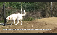 slalom tra i bisogni dei cani un altro sgradevole ostacolo per i non vedenti