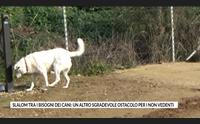 slalom tra i bisogni dei cani un altro sgradevole ostacolo per i non vedenti