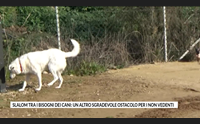 slalom tra i bisogni dei cani un altro sgradevole ostacolo per i non vedenti