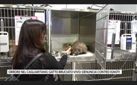 orrore nel cagliaritano gatto bruciato vivo denuncia contro ignoti