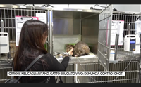 orrore nel cagliaritano gatto bruciato vivo denuncia contro ignoti