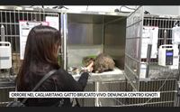 orrore nel cagliaritano gatto bruciato vivo denuncia contro ignoti