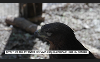 bitti life abilas entra nel vivo l aquila di bonelli ha un futuro