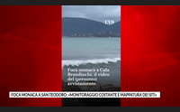 foca monaca a san teodoro monitoraggio costante e mappatura dei siti