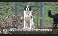 randagismo problemi in montagna e nelle zone rurali serve pi attenzione