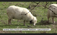 nuorese dopo le piogge le campagne sorridono subito interventi