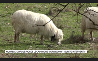 nuorese dopo le piogge le campagne sorridono subito interventi