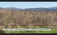 siccit a secco i campi nel basso sulcis grido d allarme dei sindaci
