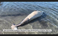 san giovanni suergiu balenottera spiaggiata a punta trettu