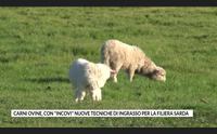 carni ovine con incovi nuove tecniche di ingrasso per la filiera sarda