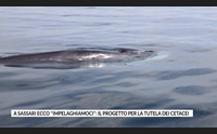 a sassari ecco impelaghiamoci il progetto per la tutela dei cetacei