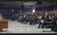 sassari al via il progetto valpesa valorizzare la pecora sarda