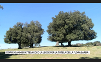 dopo 50 anni di attesa ecco la legge per la tutela della flora sarda