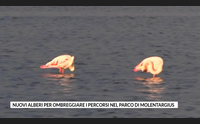 nuovi alberi per ombreggiare i percorsi nel parco di molentargius