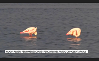 nuovi alberi per ombreggiare i percorsi nel parco di molentargius
