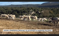 sassari l emergenza lingua blu al via gioved la campagna vaccinale