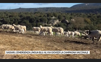 sassari l emergenza lingua blu al via gioved la campagna vaccinale